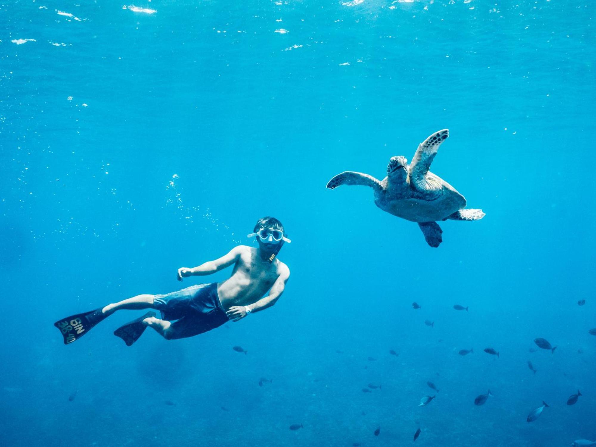 Mad Monkey Gili Trawangan Hostel Kültér fotó A green sea turtle and a free-diver